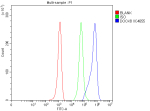 Flow Cytometry analysis of Raji cells using anti-DOCK8 antibody. Overlay histogram showing Raji cells stained with (Blue line). The cells were fixed with 4% paraformaldehyde and blocked with 10% normal goat serum. And then incubated with rabbit anti-DOCK8 antibody (1 ug/million cells) for 30 min at 20oC. DyLight 488 conjugated goat anti-rabbit IgG (5-10 ug/million cells) was used as secondary antibody for 30 minutes at 20oC. Isotype control antibody (Green line) was rabbit IgG (1 ug/million cells) used under the same conditions. Unlabelled sample without incubation with primary antibody and secondary antibody (Red line) was used as a blank control.
