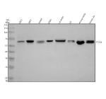 Western blot analysis of STK33 using anti-STK33 antibody. Electrophoresis was performed on a 10% SDS-PAGE gel at 80V (Stacking gel) / 120V (Resolving gel) for 2 hours. Lane 1: human U251 whole cell lysates, Lane 2: human 293T whole cell lysates, Lane 3: human Jurkat whole cell lysates, Lane 4: human U2OS whole cell lysates, Lane 5: rat testis tissue lysates, Lane 6: rat C6 whole cell lysates, Lane 7: mouse testis tissue lysates, Lane 8: mouse Neuro-2a whole cell lysates. After electrophoresis, proteins were transferred to a nitrocellulose membrane at 150 mA for 50-90 minutes. Blocked the membrane with 5% non-fat milk/TBS for 1.5 hour at RT. The membrane was incubated with rabbit anti-STK33 antibody at 0.5 ug/ml overnight at 4oC, then washed with TBS-0.1%Tween 3 times with 5 minutes each and probed with a goat anti-rabbit IgG-HRP secondary antibody at a dilution of 1:5000 for 1.5 hour at RT. The signal was developed using an ECL Plus Western Blotting Substrate. The expected molecular weight of STK33 is ~58 kDa.