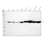 Western blot analysis of MST4/STK26 using anti-STK26 antibody. Electrophoresis was performed on a 10% SDS-PAGE gel at 80V (Stacking gel) / 120V (Resolving gel) for 2 hours. Lane 1: human Hela whole cell lysates, Lane 2: human 293T whole cell lysates, Lane 3: human Jurkat whole cell lysates, Lane 4: human HepG2 whole cell lysates, Lane 5: rat thymus tissue lysates, Lane 6: rat liver tissue lysates, Lane 7: mouse thymus tissue lysates, Lane 8: mouse liver tissue lysates. After electrophoresis, proteins were transferred to a nitrocellulose membrane at 150 mA for 50-90 minutes. Blocked the membrane with 5% non-fat milk/TBS for 1.5 hour at RT. The membrane was incubated with rabbit anti-STK26 antibody at 1: 500 overnight at 4oC, then washed with TBS-0.1%Tween 3 times with 5 minutes each and probed with a goat anti-rabbit IgG-HRP secondary antibody at a dilution of 1:5000 for 1.5 hour at RT. The signal was developed using an ECL Plus Western Blotting Substrate. The expected molecular weight of MST4/STK26 is at 47 kDa.
