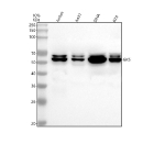 Western blot analysis of GK5 using anti-GK5 antibody. Lane 1: human Jurkat whole cell lysates, Lane 2: human whole cell lysates, Lane 3: human SiHa whole cell lysates, Lane 4: human RT4 whole cell lysates. After electrophoresis, proteins were transferred to a nitrocellulose membrane at 150 mA for 50-90 minutes. Blocked the membrane with 5% non-fat milk/TBS for 1.5 hour at RT. The membrane was incubated with rabbit anti-GK5 antibody at 0.5 ug/ml overnight at 4oC, then washed with TBS-0.1%Tween 3 times with 5 minutes each and probed with a goat anti-rabbit IgG-HRP secondary antibody at a dilution of 1:5000 for 1.5 hour at RT. The signal was developed using enhanced chemiluminescent. GK5 (~61 kDa predicted) was detected between ~55-65 kDa, occasionally as a doublet, consistent with differential mitochondrial processing and post-translational modification reported in prior studies.