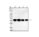 Western blot analysis of RTF2 using anti-RTF2 antibody. Lane 1: human MCF-7 whole cell lysates, Lane 2: human Siha whole cell lysates, Lane 3: human Caco-2 whole cell lysates, Lane 4: human PC-3 whole cell lysates. After electrophoresis, proteins were transferred to a nitrocellulose membrane at 150 mA for 50-90 minutes. Blocked the membrane with 5% non-fat milk/TBS for 1.5 hour at RT. The membrane was incubated with rabbit anti-RTF2 antibody at 0.5 ug/ml overnight at 4oC, then washed with TBS-0.1%Tween 3 times with 5 minutes each and probed with a goat anti-rabbit IgG-HRP secondary antibody at a dilution of 1:5000 for 1.5 hour at RT. The signal was developed using enhanced chemiluminescent. RTF2 (~34 kDa predicted) was detected primarily at ~37 kDa with a weaker ~35 kDa band, consistent with phosphorylation-dependent mobility shifts and minor processing events described in replication stress studies.