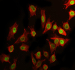 Immunofluorescent staining of RTF2 using anti-RTF2 antibody (green) and anti-Beta Tubulin antibody (red). RTF2 was detected in immunocytochemical section of cell. Enzyme antigen retrieval was performed using IHC enzyme antigen retrieval reagent for 15 mins. The cells were blocked with 10% goat serum. And then incubated with 5 ug/ml rabbit anti-RTF2 antibody and mouse anti-Beta Tubulin antibody overnight at 4oC. DyLight 488 Conjugated Goat Anti-Rabbit IgG and DyLight 594 Conjugated Goat Anti-Mouse IgG were used as secondary antibody at 1:500 dilution and incubated for 30 minutes at 37oC. Visualize using a fluorescence microscope and filter sets appropriate for the label used.