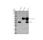 Immunoprecipitation of RTF2 in MCF-7 whole cell lysate. Western blot analysis of RTF2 using anti-RTF2 antibody; Lane 1: MCF-7 whole cell lysates (30ug); Lane 2: Rabbit control IgG instead of anti-RTF2 antibody in MCF-7 whole cell lysate; Lane 3: anti-RTF2 antibody (2ug) + MCF-7 whole cell lysate (500ug). After electrophoresis, proteins were transferred to a membrane. Then the membrane was incubated with rabbit anti-RTF2 antibody at a dilution of 0.5 ug/ml and probed with a goat anti-rabbit IgG-HRP secondary antibody. The signal is developed using ECL Plus Western Blotting Substrate. RTF2 (~34 kDa predicted) was detected primarily at ~37 kDa with a weaker ~35 kDa band, consistent with phosphorylation-dependent mobility shifts and minor processing events described in replication stress studies.