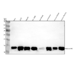 Western blot analysis of Histone H4 using anti-Histone H4 antibody. Electrophoresis was performed on a 12% SDS-PAGE gel at 80V (Stacking gel) / 120V (Resolving gel) for 2 hours. Lane 1: human Hela whole cell lysates, Lane 2: human 293T whole cell lysates, Lane 3: human HepG2 whole cell lysates, Lane 4: human HT1080 whole cell lysates, Lane 5: rat kidney tissue lysates, Lane 6: rat thymus tissue lysates, Lane 7: mouse kidney tissue lysates, Lane 8: mouse thymus tissue lysates. After electrophoresis, proteins were transferred to a nitrocellulose membrane at 150 mA for 50-90 minutes. Blocked the membrane with 5% non-fat milk/TBS for 1.5 hour at RT. The membrane was incubated with rabbit anti-Histone H4 antibody at 0.5 ug/ml overnight at 4oC, then washed with TBS-0.1%Tween 3 times with 5 minutes each and probed with a goat anti-rabbit IgG-HRP secondary antibody at a dilution of 1:5000 for 1.5 hour at RT. The signal was developed using an ECL Plus Western Blotting Substrate. A specific band was detected for Histone H4 at approximately 14 kDa. The expected molecular weight of Histone H4 is at 11 kDa.