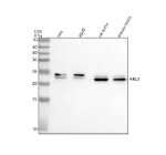 Western blot analysis of using anti-ARL3 antibody. Lane 1: human Hela whole cell lysates, Lane 2: human whole cell lysates, Lane 3: rat testis tissue lysates, Lane 4: mouse testis tissue lysates. After electrophoresis, proteins were transferred to a nitrocellulose membrane at 150 mA for 50-90 minutes. Blocked the membrane with 5% non-fat milk/TBS for 1.5 hour at RT. The membrane was incubated with rabbit anti- antibody at 0.5 ug/ml overnight at 4oC, then washed with TBS-0.1%Tween 3 times with 5 minutes each and probed with a goat anti-ARL3 rabbit IgG-HRP secondary antibody at a dilution of 1:5000 for 1.5 hour at RT. The signal was developed using enhanced chemiluminescent. ARL3 (~20 kDa predicted) was detected as a doublet at ~20-23 kDa, consistent with the coexistence of non-myristoylated and myristoylated species described in previous studies.