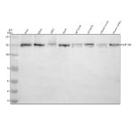 Western blot analysis of NUP160 using anti-NUP160 antibody. Electrophoresis was performed on a 8% SDS-PAGE gel at 80V (Stacking gel) / 120V (Resolving gel) for 2 hours. Lane 1: human Hela whole cell lysates, Lane 2: human K562 whole cell lysates, Lane 3: human 293T whole cell lysates, Lane 4: human SIHA whole cell lysates, Lane 5: rat brain tissue lysates, Lane 6: rat testis tissue lysates, Lane 7: mouse brain tissue lysates, Lane 8: mouse testis tissue lysates. After electrophoresis, proteins were transferred to a nitrocellulose membrane at 150 mA for 50-90 minutes. Blocked the membrane with 5% non-fat milk/TBS for 1.5 hour at RT. The membrane was incubated with rabbit anti-NUP160 antibody at 0.5 ug/ml overnight at 4oC, then washed with TBS-0.1%Tween 3 times with 5 minutes each and probed with a goat anti-rabbit IgG-HRP secondary antibody at a dilution of 1:5000 for 1.5 hour at RT. The signal was developed using an ECL Plus Western Blotting Substrate. NUP160 (~160 kDa predicted) was detected as a doublet near 150â160 kDa, consistent with phosphorylation-dependent mobility shifts and isoform variation described for nucleoporins in the nuclear pore complex.