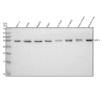 Western blot analysis of NFU1 using anti-NFU1 antibody. Electrophoresis was performed on a 12% SDS-PAGE gel at 80V (Stacking gel) / 120V (Resolving gel) for 2 hours. Lane 1: human Caco-2 whole cell lysates, Lane 2: human whole cell lysates, Lane 3: human HepG2 whole cell lysates, Lane 4: human K562 whole cell lysates, Lane 5: rat brain tissue lysates, Lane 6: rat testis tissue lysates, Lane 7: mouse brain tissue lysates, Lane 8: mouse testis tissue lysates. After electrophoresis, proteins were transferred to a nitrocellulose membrane at 150 mA for 50-90 minutes. Blocked the membrane with 5% non-fat milk/TBS for 1.5 hour at RT. The membrane was incubated with rabbit anti-NFU1 antibody at 0.5 ug/ml overnight at 4oC, then washed with TBS-0.1%Tween 3 times with 5 minutes each and probed with a goat anti-rabbit IgG-HRP secondary antibody at a dilution of 1:5000 for 1.5 hour at RT. The signal was developed using an ECL Plus Western Blotting Substrate. NFU1 (~27 kDa predicted) was detected at ~33-35 kDa, occasionally as a faint doublet, consistent with incomplete mitochondrial processing and oxidative modification described for endogenous NFU1.