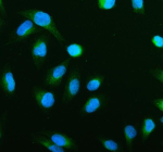 Immunofluorescent staining of BCAP29 using anti-BCAP29 antibody (green). BCAP29 was detected in an immunocytochemical section of U2OS cells. Enzyme antigen retrieval was performed using IHC enzyme antigen retrieval reagent for 15 mins. The cells were blocked with 10% goat serum. And then incubated with 5 ug/ml rabbit anti-BCAP29 antibody overnight at 4oC. DyLight 488 Conjugated Goat Anti-Rabbit IgG was used as secondary antibody at 1:500 dilution and incubated for 30 minutes at 37oC. The section was counterstained with DAPI nuclear stain (blue). Visualize using a fluorescence microscope and filter sets appropriate for the label used.