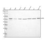 Western blot analysis of NUP50 using anti-NUP50 antibody. Electrophoresis was performed on a 10% SDS-PAGE gel at 80V (Stacking gel) / 120V (Resolving gel) for 2 hours. Lane 1: human whole cell lysates, Lane 2: human U2OS whole cell lysates, Lane 3: human Caco-2 whole cell lysates, Lane 4: human HepG2 whole cell lysates, Lane 5: rat testis tissue lysates, Lane 6: rat C6 whole cell lysates, Lane 7: mouse Neuro-2a whole cell lysates. After electrophoresis, proteins were transferred to a nitrocellulose membrane at 150 mA for 50-90 minutes. Blocked the membrane with 5% non-fat milk/TBS for 1.5 hour at RT. The membrane was incubated with rabbit anti-NUP50 antibody at 0.5 ug/ml overnight at 4oC, then washed with TBS-0.1%Tween 3 times with 5 minutes each and probed with a goat anti-rabbit IgG-HRP secondary antibody at a dilution of 1:5000 for 1.5 hour at RT. The signal was developed using an ECL Plus Western Blotting Substrate. The expected molecular weight of NUP50 is ~50 kDa.