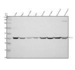Western blot analysis of TTLL1 using anti-TTLL1 antibody. Electrophoresis was performed on a 10% SDS-PAGE gel at 80V (Stacking gel) / 120V (Resolving gel) for 2 hours. Lane 1: human Jurkat whole cell lysates, Lane 2: human THP-1 whole cell lysates, Lane 3: human SH-SY5Y whole cell lysates, Lane 4: human 293T whole cell lysates, Lane 5: rat brain tissue lysates, Lane 6: rat heart tissue lysates, Lane 7: mouse brain tissue lysates, Lane 8: mouse heart tissue lysates. After electrophoresis, proteins were transferred to a nitrocellulose membrane at 150 mA for 50-90 minutes. Blocked the membrane with 5% non-fat milk/TBS for 1.5 hour at RT. The membrane was incubated with rabbit anti-TTLL1 antibody at 0.5 ug/ml overnight at 4oC, then washed with TBS-0.1%Tween 3 times with 5 minutes each and probed with a goat anti-rabbit IgG-HRP secondary antibody at a dilution of 1:5000 for 1.5 hour at RT. The signal was developed using an ECL Plus Western Blotting Substrate. The expected molecular weight of TTLL1 is ~40 kDa.