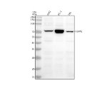 Western blot analysis of HSPA6 using anti-HSPA6 antibody. Lane 1: human K562 whole cell lysates, Lane 2: human PC-3 whole cell lysates, Lane 3: human HEL whole cell lysates. After electrophoresis, proteins were transferred to a nitrocellulose membrane at 150 mA for 50-90 minutes. Blocked the membrane with 5% non-fat milk/TBS for 1.5 hour at RT. The membrane was incubated with rabbit anti-HSPA6 antibody at 0.5 ug/ml overnight at 4oC, then washed with TBS-0.1%Tween 3 times with 5 minutes each and probed with a goat anti-rabbit IgG-HRP secondary antibody at a dilution of 1:5000 for 1.5 hour at RT. The signal was developed using enhanced chemiluminescent. The expected molecular weight of HSPA6 is ~71 kDa.