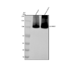 Western blot analysis of GABBR2 using anti-GABBR2 antibody. Electrophoresis was performed on a 8% SDS-PAGE gel at 80V (Stacking gel) / 120V (Resolving gel) for 2 hours. Lane 1: rat brain tissue lysates, Lane 2: mouse brain tissue lysates. After electrophoresis, proteins were transferred to a nitrocellulose membrane at 150 mA for 50-90 minutes. Blocked the membrane with 5% non-fat milk/TBS for 1.5 hour at RT. The membrane was incubated with rabbit anti-GABBR2 antibody at 0.5 ug/ml overnight at 4oC, then washed with TBS-0.1%Tween 3 times with 5 minutes each and probed with a goat anti-rabbit IgG-HRP secondary antibody at a dilution of 1:5000 for 1.5 hour at RT. The signal was developed using an ECL Plus Western Blotting Substrate. The expected molecular weight of GABBR2 is ~106 kDa.