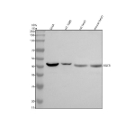 Western blot analysis of Beta Sarcoglycan/SGCB using anti-SGCB antibody. Electrophoresis was performed on a 10% SDS-PAGE gel at 80V (Stacking gel) / 120V (Resolving gel) for 2 hours. Lane 1: human SIHA whole cell lysates, Lane 2: human HT1080 whole cell lysates, Lane 3: rat heart tissue lysates, Lane 4: mouse heart tissue lysates. After electrophoresis, proteins were transferred to a nitrocellulose membrane at 150 mA for 50-90 minutes. Blocked the membrane with 5% non-fat milk/TBS for 1.5 hour at RT. The membrane was incubated with rabbit anti-SGCB antibody at 0.5 ug/ml overnight at 4oC, then washed with TBS-0.1%Tween 3 times with 5 minutes each and probed with a goat anti-rabbit IgG-HRP secondary antibody at a dilution of 1:5000 for 1.5 hour at RT. The signal was developed using an ECL Plus Western Blotting Substrate. SGCB (~35 kDa predicted) was detected as a major band at 40-45 kDa, consistent with the glycosylated, mature form of beta-sarcoglycan.