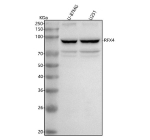 Western blot analysis of RFX4 using anti-RFX4 antibody. Lane 1: human U-87MG whole cell lysates, Lane 2: human U251 whole cell lysates. After electrophoresis, proteins were transferred to a nitrocellulose membrane at 150 mA for 50-90 minutes. Blocked the membrane with 5% non-fat milk/TBS for 1.5 hour at RT. The membrane was incubated with rabbit anti-RFX4 antibody at 0.5 ug/ml overnight at 4oC, then washed with TBS-0.1%Tween 3 times with 5 minutes each and probed with a goat anti-rabbit IgG-HRP secondary antibody at a dilution of 1:5000 for 1.5 hour at RT. The signal was developed using enhanced chemiluminescent. RFX4 (~83 kDa predicted) was detected as multiple bands between 70 and 120 kDa, consistent with reported alternative splice variants and proteolytic fragments of RFX4 in glioma and brain-derived cells.