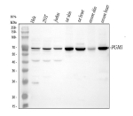 Western blot analysis of PGM1 using anti-PGM1 antibody. Lane 1: human Hela whole cell lysates, Lane 2: human 293T whole cell lysates, Lane 3: human Jurkat whole cell lysates, Lane 4: rat skin tissue lysates, Lane 5: rat heart tissue lysates, Lane 6: mouse skin tissue lysates, Lane 7: mouse heart tissue lysates. After electrophoresis, proteins were transferred to a nitrocellulose membrane at 150 mA for 50-90 minutes. Blocked the membrane with 5% non-fat milk/TBS for 1.5 hour at RT. The membrane was incubated with rabbit anti-PGM1 antibody at 0.5 ug/ml overnight at 4oC, then washed with TBS-0.1%Tween 3 times with 5 minutes each and probed with a goat anti-rabbit IgG-HRP secondary antibody at a dilution of 1:5000 for 1.5 hour at RT. The signal was developed using enhanced chemiluminescent. PGM1 (~61 kDa predicted) was detected primarily at ~70 kDa, consistent with phosphorylation-dependent migration shifts. A secondary ~40 kDa band in human samples corresponds to a known N-terminal proteolytic fragment reported in mammalian cells.
