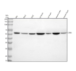 Western blot analysis of CRBN using anti-CRBN antibody. Lane 1: human HEL whole cell lysates, Lane 2: human K562 whole cell lysates, Lane 3: human 293T whole cell lysates, Lane 4: rat brain tissue lysates, Lane 5: rat heart tissue lysates, Lane 6: mouse brain tissue lysates, Lane 7: mouse heart tissue lysates. After electrophoresis, proteins were transferred to a nitrocellulose membrane at 150 mA for 50-90 minutes. Blocked the membrane with 5% non-fat milk/TBS for 1.5 hour at RT. The membrane was incubated with rabbit anti-CRBN antibody at 0.5 ug/ml overnight at 4oC, then washed with TBS-0.1%Tween 3 times with 5 minutes each and probed with a goat anti-rabbit IgG-HRP secondary antibody at a dilution of 1:5000 for 1.5 hour at RT. The signal was developed using enhanced chemiluminescent. The expected molecular weight of CRBN is ~51 kDa.