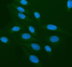 Immunofluorescent staining of CRBN using anti-CRBN antibody (green). CRBN was detected in an immunocytochemical section of U2OS cells. Enzyme antigen retrieval was performed using IHC enzyme antigen retrieval reagent for 15 mins. The cells were blocked with 10% goat serum. And then incubated with 5 ug/ml rabbit anti-CRBN antibody overnight at 4oC. DyLight 488 Conjugated Goat Anti-Rabbit IgG was used as secondary antibody at 1:500 dilution and incubated for 30 minutes at 37oC. The section was counterstained with DAPI nuclear stain (blue). Visualize using a fluorescence microscope and filter sets appropriate for the label used.