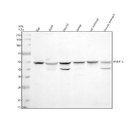 Western blot analysis of PARP15 using anti-PARP15 antibody. Electrophoresis was performed on a 10% SDS-PAGE gel at 80V (Stacking gel) / 120V (Resolving gel) for 2 hours. Lane 1: human Raji whole cell lysates, Lane 2: human whole cell lysates, Lane 3: human HepG2 whole cell lysates, Lane 4: human Jurkat whole cell lysates, Lane 5: rat stomach tissue lysates, Lane 6: mouse stomach tissue lysates. After electrophoresis, proteins were transferred to a nitrocellulose membrane at 150 mA for 50-90 minutes. Blocked the membrane with 5% non-fat milk/TBS for 1.5 hour at RT. The membrane was incubated with rabbit anti-PARP15 antibody at 0.5 ug/ml overnight at 4oC, then washed with TBS-0.1%Tween 3 times with 5 minutes each and probed with a goat anti-rabbit IgG-HRP secondary antibody at a dilution of 1:5000 for 1.5 hour at RT. The signal was developed using an ECL Plus Western Blotting Substrate. PARP15 (~71 kDa predicted) was detected at ~55-60 kDa, consistent with previously described electrophoretic mobility shifts and alternative splicing. A secondary band at ~40 kDa corresponds to a truncated or proteolytically cleaved form encompassing the RNA-binding region.