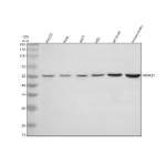 Western blot analysis of WDR37 using anti-WDR37 antibody. Electrophoresis was performed on a 10% SDS-PAGE gel at 80V (Stacking gel) / 120V (Resolving gel) for 2 hours. Lane 1: human HepG2 whole cell lysates, Lane 2: human Hela whole cell lysates, Lane 3: human whole cell lysates, Lane 4: human HEL whole cell lysates, Lane 5: rat brain tissue lysates, Lane 6: mouse brain tissue lysates. After electrophoresis, proteins were transferred to a nitrocellulose membrane at 150 mA for 50-90 minutes. Blocked the membrane with 5% non-fat milk/TBS for 1.5 hour at RT. The membrane was incubated with rabbit anti-WDR37 antibody at 0.5 ug/ml overnight at 4oC, then washed with TBS-0.1%Tween 3 times with 5 minutes each and probed with a goat anti-rabbit IgG-HRP secondary antibody at a dilution of 1:5000 for 1.5 hour at RT. The signal was developed using an ECL Plus Western Blotting Substrate. Predicted molecular weight ~55 kDa.