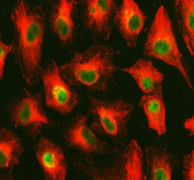 Immunofluorescent staining of OMA1 using anti-OMA1 antibody (green) and anti-Tubulin Alpha antibody (red). OMA1 was detected in immunocytochemical section of cell. Enzyme antigen retrieval was performed using IHC enzyme antigen retrieval reagent for 15 mins. The cells were blocked with 10% goat serum. And then incubated with 5 ug/ml rabbit anti-OMA1 antibody and mouse anti-Tubulin Alpha antibody overnight at 4oC. DyLight 488 Conjugated Goat Anti-Rabbit IgG and Cy3 Conjugated Goat Anti-Mouse IgG were used as secondary antibody at 1:500 dilution and incubated for 30 minutes at 37oC. Visualize using a fluorescence microscope and filter sets appropriate for the label used.
