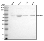 Western blot analysis of METTL17 using anti-METTL17 antibody. Lane 1: human U20S whole cell lysates, Lane 2: human HepG2 whole cell lysates, Lane 3: human Jurkat whole cell lysates, After electrophoresis, proteins were transferred to a nitrocellulose membrane at 150 mA for 50-90 minutes. Blocked the membrane with 5% non-fat milk/TBS for 1.5 hour at RT. The membrane was incubated with rabbit anti-METTL17 antibody at 0.5 ug/ml overnight at 4oC, then washed with TBS-0.1%Tween 3 times with 5 minutes each and probed with a goat anti-rabbit IgG-HRP secondary antibody at a dilution of 1:5000 for 1.5 hour at RT. The signal was developed using enhanced chemiluminescent. METTL17 (~51 kDa predicted) was detected at ~68-70 kDa, consistent with slower electrophoretic migration due to its mitochondrial targeting sequence and compact methyltransferase domain.