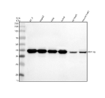 Western blot analysis of PPP1R8 using anti-PPP1R8 antibody. Electrophoresis was performed on a 10% SDS-PAGE gel at 80V (Stacking gel) / 120V (Resolving gel) for 2 hours. Lane 1: human PC-3 whole cell lysates, Lane 2: human HepG2 whole cell lysates, Lane 3: human Hela whole cell lysates, Lane 4: human Jurkat whole cell lysates, Lane 5: rat heart tissue lysates, Lane 6: mouse heart tissue lysates. After electrophoresis, proteins were transferred to a nitrocellulose membrane at 150 mA for 50-90 minutes. Blocked the membrane with 5% non-fat milk/TBS for 1.5 hour at RT. The membrane was incubated with rabbit anti-PPP1R8 antibody at 0.5 ug/ml overnight at 4oC, then washed with TBS-0.1%Tween 3 times with 5 minutes each and probed with a goat anti-rabbit IgG-HRP secondary antibody at a dilution of 1:5000 for 1.5 hour at RT. The signal was developed using an ECL Plus Western Blotting Substrate. The expected molecular weight of PPP1R8 is ~38 kDa.