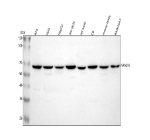 Western blot analysis of SPAG16 using anti-SPAG16 antibody. Lane 1: human RT4 whole cell lysates, Lane 2: human Hela whole cell lysates, Lane 3: human HepG2 whole cell lysates, Lane 4: human SH-SY5Y whole cell lysates, Lane 5: rat testis tissue lysates, Lane 6: rat C6 whole cell lysates, Lane 7: mouse testis tissue lysates, Lane 8: mouse Raw264.7 whole cell lysates. After electrophoresis, proteins were transferred to a nitrocellulose membrane at 150 mA for 50-90 minutes. Blocked the membrane with 5% non-fat milk/TBS for 1.5 hour at RT. The membrane was incubated with rabbit anti-SPAG16 antibody at 0.5 ug/ml overnight at 4oC, then washed with TBS-0.1%Tween 3 times with 5 minutes each and probed with a goat anti-rabbit IgG-HRP secondary antibody at a dilution of 1:5000 for 1.5 hour at RT. The signal was developed using enhanced chemiluminescent. SPAG16 (~71 kDa predicted) was detected at ~65 kDa, consistent with expression of the shorter SPAG16S isoform predominating in somatic and ciliated cells rather than the testis-specific SPAG16L form.
