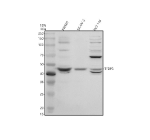Western blot analysis of TFDP3 using anti-TFDP3 antibody. Electrophoresis was performed on a 10% SDS-PAGE gel at 80V (Stacking gel) / 120V (Resolving gel) for 2 hours. Lane 1: human SW620 whole cell lysates, Lane 2: human SK-OV-3 whole cell lysates, Lane 3: human HCT116 whole cell lysates. After electrophoresis, proteins were transferred to a nitrocellulose membrane at 150 mA for 50-90 minutes. Blocked the membrane with 5% non-fat milk/TBS for 1.5 hour at RT. The membrane was incubated with rabbit anti-TFDP3 antibody at 0.5 ug/ml overnight at 4oC, then washed with TBS-0.1%Tween 3 times with 5 minutes each and probed with a goat anti-rabbit IgG-HRP secondary antibody at a dilution of 1:5000 for 1.5 hour at RT. The signal was developed using an ECL Plus Western Blotting Substrate. The expected molecular weight of TFDP3 is ~45 kDa. In two samples a faint additional band (doublet) is seen slightly above this main band, which may reflect an alternate isoform or post-translationally modified form of TFDP3.