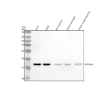 Western blot analysis of MS4A4E using anti-MS4A4E antibody. Electrophoresis was performed on a 12% SDS-PAGE gel at 80V (Stacking gel) / 120V (Resolving gel) for 2 hours. Lane 1: human U251 whole cell lysates, Lane 2: human U2OS whole cell lysates, Lane 3: rat stomach tissue lysates, Lane 4: mouse stomach tissue lysates, Lane 5: mouse small intestine tissue lysates. After electrophoresis, proteins were transferred to a nitrocellulose membrane at 150 mA for 50-90 minutes. Blocked the membrane with 5% non-fat milk/TBS for 1.5 hour at RT. The membrane was incubated with rabbit anti-MS4A4E antibody at 0.5 ug/ml overnight at 4oC, then washed with TBS-0.1%Tween 3 times with 5 minutes each and probed with a goat anti-rabbit IgG-HRP secondary antibody at a dilution of 1:5000 for 1.5 hour at RT. The signal was developed using an ECL Plus Western Blotting Substrate. MS4A4E (~15 kDa predicted) was detected as a single band near the expected molecular weight in lysates from human and mouse tissues.