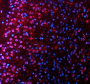 Immunofluorescent staining of SALL2 using anti-SALL2 antibody (red)). SALL2 was detected in a paraffin-embedded section of mouse brain tissue. Heat mediated antigen retrieval was performed in EDTA buffer (pH 8.0, epitope retrieval solution). The tissue section was blocked with 10% goat serum. The tissue section was then incubated with 5 ug/ml rabbit anti-SALL2 antibody overnight at 4oC. Cy3 Conjugated Goat Anti-Rabbit IgG was used as secondary antibody at 1:500 dilution and incubated for 30 minutes at 37oC. The section was counterstained with DAPI nuclear stain (blue). Visualize using a fluorescence microscope and filter sets appropriate for the label used.
