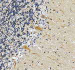 Immunohistochemical staining of SALL2 using anti-SALL2 antibody. SALL2 was detected in a paraffin-embedded section of human cerebellum tissue. Heat mediated antigen retrieval was performed in EDTA buffer (pH 8.0, epitope retrieval solution). The tissue section was blocked with 10% goat serum. The tissue section was then incubated with 2 ug/ml rabbit anti-SALL2 antibody overnight at 4oC. Peroxidase Conjugated Goat Anti-rabbit IgG was used as secondary antibody and incubated for 30 minutes at 37oC. The tissue section was developed using an HRP secondary and DAB substrate.