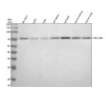 Western blot analysis of IVNS1ABP using anti-IVNS1ABP antibody. Electrophoresis was performed on a 10% SDS-PAGE gel at 80V (Stacking gel) / 120V (Resolving gel) for 2 hours. Lane 1: human SH-SY5Y whole cell lysates, Lane 2: human U251 whole cell lysates, Lane 3: human Hela whole cell lysates, Lane 4: rat kidney tissue lysates, Lane 5: rat brain tissue lysates, Lane 6: mouse kidney tissue lysates, Lane 7: mouse brain tissue lysates. After electrophoresis, proteins were transferred to a nitrocellulose membrane at 150 mA for 50-90 minutes. Blocked the membrane with 5% non-fat milk/TBS for 1.5 hour at RT. The membrane was incubated with rabbit anti-IVNS1ABP antibody at 0.5 ug/ml overnight at 4oC, then washed with TBS-0.1%Tween 3 times with 5 minutes each and probed with a goat anti-rabbit IgG-HRP secondary antibody at a dilution of 1:5000 for 1.5 hour at RT. The signal was developed using an ECL Plus Western Blotting Substrate. The expected molecular weight of IVNS1ABP is ~72 kDa.