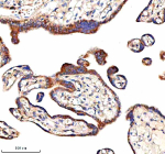 Immunohistochemical staining of IVNS1ABP using anti-IVNS1ABP antibody. IVNS1ABP was detected in a paraffin-embedded section of human placenta tissue. Heat mediated antigen retrieval was performed in EDTA buffer (pH 8.0, epitope retrieval solution). The tissue section was blocked with 10% goat serum. The tissue section was then incubated with 2 ug/ml rabbit anti-IVNS1ABP antibody overnight at 4oC. Peroxidase Conjugated Goat Anti-rabbit IgG was used as secondary antibody and incubated for 30 minutes at 37oC. The tissue section was developed using an HRP secondary and DAB substrate.