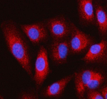 Immunofluorescent staining of IVNS1ABP using anti-IVNS1ABP antibody (red). IVNS1ABP was detected in an immunocytochemical section of cells. Enzyme antigen retrieval was performed using IHC enzyme antigen retrieval reagent for 15 mins. The cells were blocked with 10% goat serum. And then incubated with 5 ug/ml rabbit anti-IVNS1ABP antibody overnight at 4oC. Cy3-conjugated Anti-rabbit IgG Secondary antibody (red) was used as secondary antibody at 1:500 dilution and incubated for 30 minutes at 37oC. The section was counterstained with DAPI nuclear stain (blue). Visualize using a fluorescence microscope and filter sets appropriate for the label used.