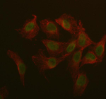 Immunofluorescent staining of IQCE using anti-IQCE antibody (green) and anti-Beta Tubulin antibody (red). IQCE was detected in immunocytochemical section of U2OS cell. Enzyme antigen retrieval was performed using IHC enzyme antigen retrieval reagent for 15 mins. The cells were blocked with 10% goat serum. And then incubated with 5 ug/ml rabbit anti-IQCE antibody and mouse anti-Beta Tubulin antibody overnight at 4oC. DyLight 488 Conjugated Donkey Anti-Rabbit IgG and DyLight 594 Conjugated Goat Anti-Mouse IgG were used as secondary antibody at 1:500 dilution and incubated for 30 minutes at 37oC. Visualize using a fluorescence microscope and filter sets appropriate for the label used.