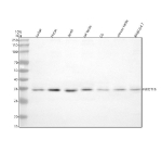 Western blot analysis of NUDT18 using anti-NUDT18 antibody. Electrophoresis was performed on a 10% SDS-PAGE gel at 80V (Stacking gel) / 120V (Resolving gel) for 2 hours. Lane 1: human Jurkat whole cell lysates, Lane 2: human Hacat whole cell lysates, Lane 3: human whole cell lysates, Lane 4: rat testis tissue lysates, Lane 5: rat C6 whole cell lysates, Lane 6: mouse testis tissue lysates, Lane 7: mouse RAW264.7 whole cell lysates. After electrophoresis, proteins were transferred to a nitrocellulose membrane at 150 mA for 50-90 minutes. Blocked the membrane with 5% non-fat milk/TBS for 1.5 hour at RT. The membrane was incubated with rabbit anti-NUDT18 antibody at 0.5 ug/ml overnight at 4oC, then washed with TBS-0.1%Tween 3 times with 5 minutes each and probed with a goat anti-rabbit IgG-HRP secondary antibody at a dilution of 1:5000 for 1.5 hour at RT. The signal was developed using an ECL Plus Western Blotting Substrate. The expected molecular weight of NUDT18 is ~35 kDa.