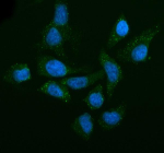 Immunofluorescent staining of LSM14A using anti-LSM14A antibody (green). LSM14A was detected in an immunocytochemical section of HELA cells. Enzyme antigen retrieval was performed using IHC enzyme antigen retrieval reagent for 15 mins. The cells were blocked with 10% goat serum. And then incubated with 5 ug/ml rabbit anti-LSM14A antibody overnight at 4oC. DyLight 488 Conjugated Goat Anti-Rabbit IgG was used as secondary antibody at 1:500 dilution and incubated for 30 minutes at 37oC. The section was counterstained with DAPI nuclear stain (blue). Visualize using a fluorescence microscope and filter sets appropriate for the label used.