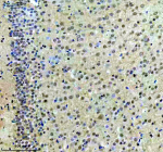 Immunohistochemical staining of CXXC5 using anti-CXXC5 antibody. CXXC5 was detected in a paraffin-embedded section of mouse brain tissue. Heat mediated antigen retrieval was performed in EDTA buffer (pH 8.0, epitope retrieval solution). The tissue section was blocked with 10% goat serum. The tissue section was then incubated with 2 ug/ml rabbit anti-CXXC5 antibody overnight at 4oC. Peroxidase Conjugated Goat Anti-rabbit IgG was used as secondary antibody and incubated for 30 minutes at 37oC. The tissue section was developed using an HRP secondary and DAB substrate.