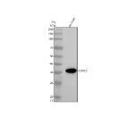 Western blot analysis of CXXC5 using anti-CXXC5 antibody. Electrophoresis was performed on a 10% SDS-PAGE gel at 80V (Stacking gel) / 120V (Resolving gel) for 2 hours. Lane 1: rat brain tissue lysates. After electrophoresis, proteins were transferred to a nitrocellulose membrane at 150 mA for 50-90 minutes. Blocked the membrane with 5% non-fat milk/TBS for 1.5 hour at RT. The membrane was incubated with rabbit anti-CXXC5 antibody at 0.5 ug/ml overnight at 4oC, then washed with TBS-0.1%Tween 3 times with 5 minutes each and probed with a goat anti-rabbit IgG-HRP secondary antibody at a dilution of 1:5000 for 1.5 hour at RT. The signal was developed using an ECL Plus Western Blotting Substrate. CXXC5 (~33 kDa predicted) was detected at ~38 kDa, consistent with published reports of endogenous CXXC5 migration and with known post-translational modification of CXXC5 that can increase apparent molecular weight.