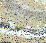 Immunohistochemical staining of CXXC5 using anti-CXXC5 antibody. CXXC5 was detected in a paraffin-embedded section of mouse brain tissue. Heat mediated antigen retrieval was performed in EDTA buffer (pH 8.0, epitope retrieval solution). The tissue section was blocked with 10% goat serum. The tissue section was then incubated with 2 ug/ml rabbit anti-CXXC5 antibody overnight at 4oC. Peroxidase Conjugated Goat Anti-rabbit IgG was used as secondary antibody and incubated for 30 minutes at 37oC. The tissue section was developed using an HRP secondary and DAB substrate.