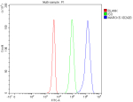 Flow Cytometry analysis of 293T cells using anti-MARCKS antibody. Overlay histogram showing 293T cells stained with (Blue line). To facilitate intracellular staining, cells were fixed with 4% paraformaldehyde and permeabilized with permeabilization buffer. The cells were blocked with 10% normal goat serum. And then incubated with rabbit anti-MARCKS antibody (1 ug/million cells) for 30 min at 20oC. DyLight 488 conjugated goat anti-rabbit IgG (5-10 ug/million cells) was used as secondary antibody for 30 minutes at 20oC. Isotype control antibody (Green line) was rabbit IgG (1 ug/million cells) used under the same conditions. Unlabelled sample without incubation with primary antibody and secondary antibody (Red line) was used as a blank control.