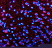 Immunofluorescent staining of Neuronatin using anti-Neuronatin antibody. Neuronatin was detected in a paraffin-embedded section of rat brain tissue. Heat mediated antigen retrieval was performed in EDTA buffer (pH 8.0, epitope retrieval solution). The tissue section was blocked with 10% goat serum. The tissue section was then incubated with 5 ug/ml rabbit anti-Neuronatin antibody overnight at 4oC. Cy3 Conjugated Goat Anti-Rabbit IgG was used as secondary antibody at 1:500 dilution and incubated for 30 minutes at 37oC. The section was counterstained with DAPI nuclear stain (blue). Visualize using a fluorescence microscope and filter sets appropriate for the label used.