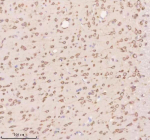 Immunohistochemical staining of Neuronatin using anti-Neuronatin antibody. Neuronatin was detected in a paraffin-embedded section of rat brain tissue. Heat mediated antigen retrieval was performed in EDTA buffer (pH 8.0, epitope retrieval solution). The tissue section was blocked with 10% goat serum. The tissue section was then incubated with 2 ug/ml rabbit anti-Neuronatin antibody overnight at 4oC. Peroxidase Conjugated Goat Anti-rabbit IgG was used as secondary antibody and incubated for 30 minutes at 37oC. The tissue section was developed using an HRP secondary and DAB substrate.