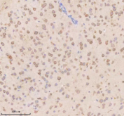 Immunohistochemical staining of Neuronatin using anti-Neuronatin antibody. Neuronatin was detected in a paraffin-embedded section of mouse brain tissue. Heat mediated antigen retrieval was performed in EDTA buffer (pH 8.0, epitope retrieval solution). The tissue section was blocked with 10% goat serum. The tissue section was then incubated with 2 ug/ml rabbit anti-Neuronatin antibody overnight at 4oC. Peroxidase Conjugated Goat Anti-rabbit IgG was used as secondary antibody and incubated for 30 minutes at 37oC. The tissue section was developed using an HRP secondary and DAB substrate.