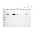 Western blot analysis of MCMBP using anti-MCMBP antibody. Electrophoresis was performed on a 10% SDS-PAGE gel at 80V (Stacking gel) / 120V (Resolving gel) for 2 hours. Lane 1: human Hela whole cell lysates, Lane 2: human whole cell lysates, Lane 3: human 293T whole cell lysates, Lane 4: human Hacat whole cell lysates, Lane 5: rat thymus tissue lysates, Lane 6: rat brain tissue lysates, Lane 7: mouse thymus tissue lysates, Lane 8: mouse brain tissue lysates. After electrophoresis, proteins were transferred to a nitrocellulose membrane at 150 mA for 50-90 minutes. Blocked the membrane with 5% non-fat milk/TBS for 1.5 hour at RT. The membrane was incubated with rabbit anti-MCMBP antibody at 0.5 ug/ml overnight at 4oC, then washed with TBS-0.1%Tween 3 times with 5 minutes each and probed with a goat anti-rabbit IgG-HRP secondary antibody at a dilution of 1:5000 for 1.5 hour at RT. The signal was developed using an ECL Plus Western Blotting Substrate. The expected molecular weight of MCMBP is ~73 kDa.