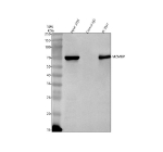 Immunoprecipitation of MCMBP in 293T whole cell lysate. Western blot analysis of MCMBP using anti-MCMBP antibody. Lane 1: 293T whole cell lysates (30ug), Lane 2: Rabbit control IgG instead of anti-MCMBP antibody in 293T whole cell lysate, Lane 3: anti-MCMBP antibody (2ug) + 293T whole cell lysate (500ug). After electrophoresis, proteins were transferred to a membrane. Then the membrane was incubated with rabbit anti-MCMBP antibody at a dilution of 0.5 ug/ml and probed with a goat anti-rabbit IgG-HRP secondary antibody. The signal is developed using ECL Plus Western Blotting Substrate. The expected molecular weight of MCMBP is ~73 kDa.