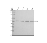 Western blot analysis of CIAO3 using anti-CIAO3 antibody. Lane 1: human Jurkat whole cell lysates, Lane 2: human MCF-7 whole cell lysates, Lane 3: human 293T whole cell lysates, Lane 4: human whole cell lysates. After electrophoresis, proteins were transferred to a nitrocellulose membrane at 150 mA for 50-90 minutes. Blocked the membrane with 5% non-fat milk/TBS for 1.5 hour at RT. The membrane was incubated with rabbit anti-CIAO3 antibody at 0.5 ug/ml overnight at 4oC, then washed with TBS-0.1%Tween 3 times with 5 minutes each and probed with a goat anti-rabbit IgG-HRP secondary antibody at a dilution of 1:5000 for 1.5 hour at RT. The signal was developed using enhanced chemiluminescent. The expected molecular weight of CIAO3 is ~53 kDa.