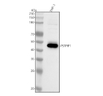 Western blot analysis of PSTPIP1 using anti-PSTPIP1 antibody. Lane 1: human THP-1 whole cell lysates. After electrophoresis, proteins were transferred to a nitrocellulose membrane at 150 mA for 50-90 minutes. Blocked the membrane with 5% non-fat milk/TBS for 1.5 hour at RT. The membrane was incubated with rabbit anti-PSTPIP1 antibody at 0.5 ug/ml overnight at 4oC, then washed with TBS-0.1%Tween 3 times with 5 minutes each and probed with a goat anti-rabbit IgG-HRP secondary antibody at a dilution of 1:5000 for 1.5 hour at RT. The signal was developed using enhanced chemiluminescent. The expected molecular weight of PSTPIP1 is ~48 kDa.