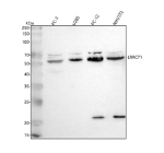 Western blot analysis of C1orf92/LRRC71 using anti-LRRC71 antibody. Lane 1: human PC-3 whole cell lysates, Lane 2: human U2OS whole cell lysates, Lane 3: rat PC-12 whole cell lysates, Lane 4: mouse NIH/3T3 whole cell lysates. After electrophoresis, proteins were transferred to a nitrocellulose membrane at 150 mA for 50-90 minutes. Blocked the membrane with 5% non-fat milk/TBS for 1.5 hour at RT. The membrane was incubated with rabbit anti-LRRC71 antibody at 0.5 ug/ml overnight at 4oC, then washed with TBS-0.1%Tween 3 times with 5 minutes each and probed with a goat anti-rabbit IgG-HRP secondary antibody at a dilution of 1:5000 for 1.5 hour at RT. The signal was developed using enhanced chemiluminescent. LRRC71 (~62 kDa predicted) was detected as a major band at ~62 kDa, with a weaker band at ~70 kDa consistent with differential glycosylation or isoform expression. Additional lower bands (~22 kDa) observed in rodent tissues likely represent truncated or species-specific LRRC71 forms, as reported for related LRR-family proteins.