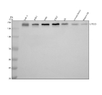 Western blot analysis of ERCC5 using anti-ERCC5 antibody. Electrophoresis was performed on a 8% SDS-PAGE gel at 80V (Stacking gel) / 120V (Resolving gel) for 2 hours. Lane 1: human THP-1 whole cell lysates, Lane 2: human whole cell lysates, Lane 3: human Hela whole cell lysates, Lane 4: human K562 whole cell lysates, Lane 5: rat C6 tissue lysates, Lane 6: mouse brain tissue lysates, Lane 7: mouse Neuro-2a tissue lysates. After electrophoresis, proteins were transferred to a nitrocellulose membrane at 150 mA for 50-90 minutes. Blocked the membrane with 5% non-fat milk/TBS for 1.5 hour at RT. The membrane was incubated with rabbit anti-ERCC5 antibody at 0.5 ug/ml overnight at 4oC, then washed with TBS-0.1%Tween 3 times with 5 minutes each and probed with a goat anti-rabbit IgG-HRP secondary antibody at a dilution of 1:5000 for 1.5 hour at RT. The signal was developed using an ECL Plus Western Blotting Substrate. ERCC5/XPG (~133 kDa predicted) was detected as a doublet at ~200 kDa, consistent with its known anomalous migration caused by the large acidic spacer domain and post-translational modification of XPG.